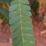 Albizia adianthifolia Delienn