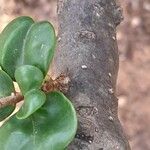 Ligustrum japonicum Bark