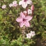 Otomeria oculata Flower