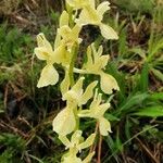 Orchis provincialis Bloem