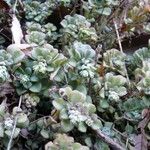 Sedum versadense Агульны выгляд