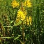 Lysimachia thyrsiflora Habitat