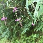 Prenanthes purpurea Blüte