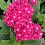 Pentas lanceolata Çiçek