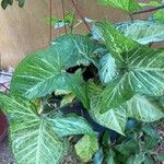 Syngonium angustatum Лист