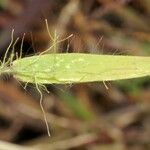 Dichanthelium acuminatum Plod