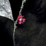 Heisteria cauliflora Flor
