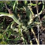 Echinophora tenuifolia Іншае
