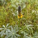 Lupinus luteus Flower