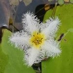 Nymphoides indica फूल