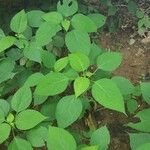 Laportea canadensis Folla