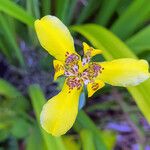 Trimezia steyermarkii Flor