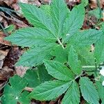 Cardamine heptaphylla Leaf