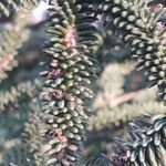 Abies pinsapo Leaf