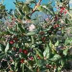 Shepherdia canadensis Плод