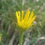 Buphthalmum salicifolium Blüte