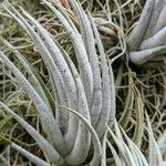 Tillandsia mitlaensis Leaf
