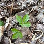 Panax quinquefolius Blad