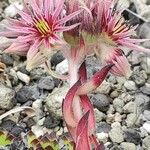 Sempervivum grandiflorum Kvet