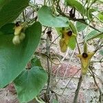 Aristolochia macrophyllaBlüte