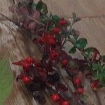 Cotoneaster horizontalisফল