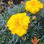 Tagetes erectaÇiçek