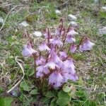 Soldanella alpina Flor