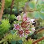 Sedum glaucophyllum Květ