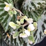 Begonia imperialis Flor