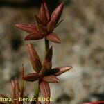 Juncus pygmaeus Övriga