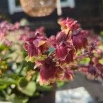 Kalanchoe miniata Blüte