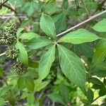 Eleutherococcus henryi Hoja