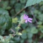 Silene dioica ᱵᱟᱦᱟ