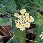 Lantana canescens Цвят