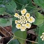 Lantana canescens Цветок