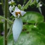 Saxifraga stolonifera Λουλούδι