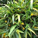 Maxillaria variabilis Habit