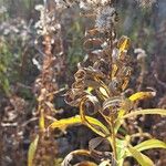 Solidago altissima 葉