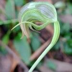 Pterostylis nutansBlüte