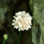 Armeria ruscinonensis Flor