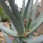 Aloe divaricata Hoja