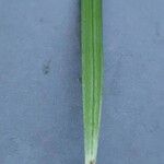 Cyperus aethiops Leaf