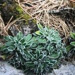 Saxifraga crustata 叶