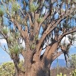 Beaucarnea gracilis Φύλλο