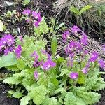 Primula sieboldii Habitatea