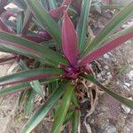 Tradescantia spathaceaLeaf