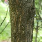 Euonymus alatus Bark