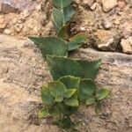 Euphorbia terracina 葉