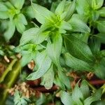 Antirrhinum majus Leaf