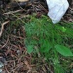 Seseli peucedanoides Hoja